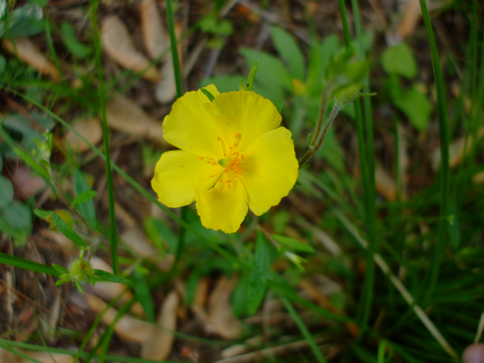 Helianthemum canadense
